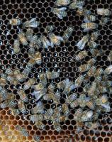 Lightbox : Les abeilles - Les abeilles [abeilles-2.jpg]