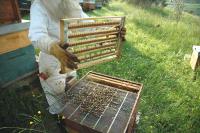 Lightbox : Les ruches - Les ruches [ruches-3.jpg]