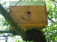 Lightbox : Les abeilles - Les abeilles  [P1000294.jpg]