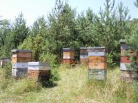 Lightbox : Les ruches - Les ruches  [Photo0104.jpg]