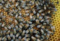 Lightbox : Les abeilles - Les abeilles [abeilles-4.jpg]